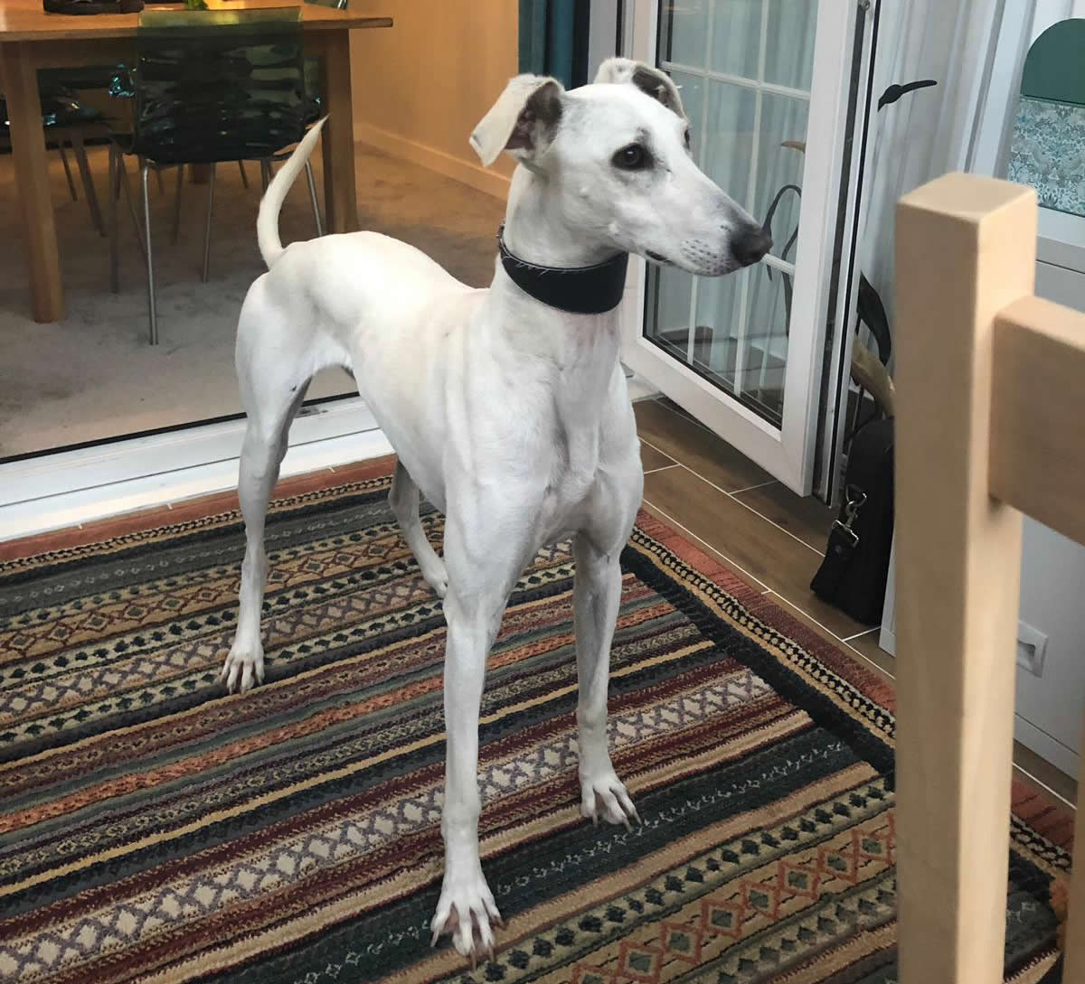 Urgent home needed for 5 y/o lurcher - Lurcher Link